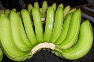 Banana Cavendish Verde e Amarela from Filipinas